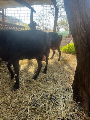 capre de vanzare - imagine 3