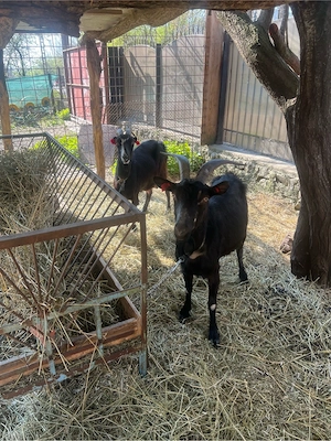 capre de vanzare - imagine 4