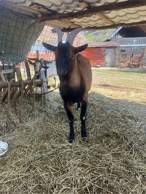 capre de vanzare - imagine 5