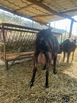 capre de vanzare - imagine 2