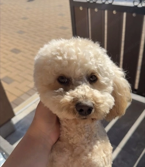 Vând cățeluși Pudel ( Se vând doar împreună ! )  - imagine 2