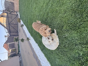 Vând cățeluși Pudel ( Se vând doar împreună ! )  - imagine 3