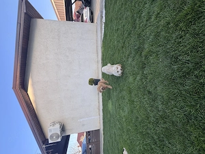 Vând cățeluși Pudel ( Se vând doar împreună ! )  - imagine 4