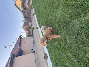 Vând cățeluși Pudel ( Se vând doar împreună ! ) 