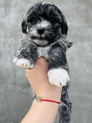 Pui de Bichon Havanez  - imagine 4