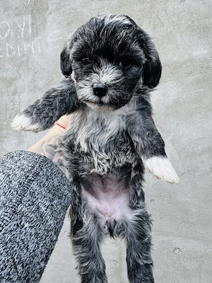 Pui de Bichon Havanez  - imagine 3