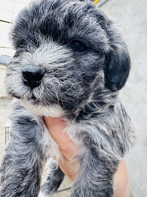 Pui de Bichon Havanez  - imagine 2