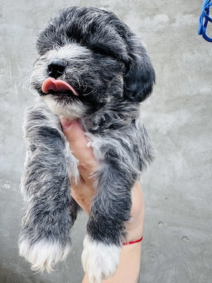 Pui de Bichon Havanez 