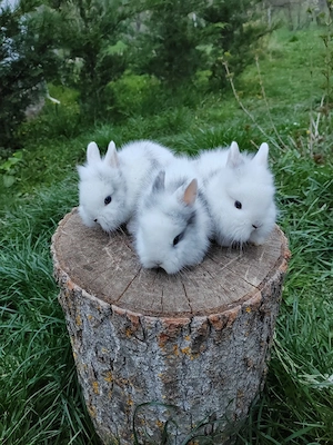 Vând iepuri cap de leu 