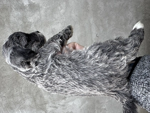 Pui de Bichon Havanez caută căsuță - imagine 4