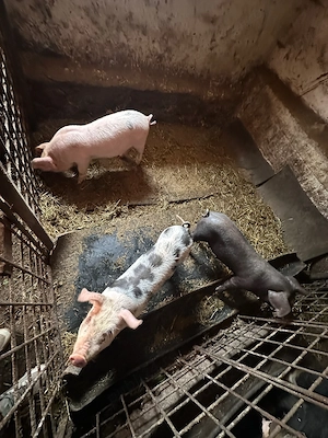 Purcei de vânzare !!!  - imagine 2