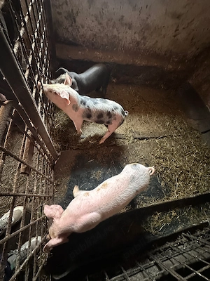 Purcei de vânzare !!!  - imagine 5