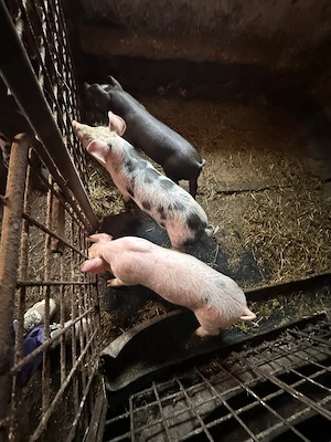 Purcei de vânzare !!!  - imagine 4