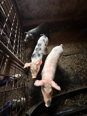 Purcei de vânzare !!! 