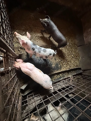 Purcei de vânzare !!!  - imagine 3