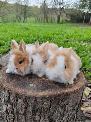 Vând iepuri cap de leu 