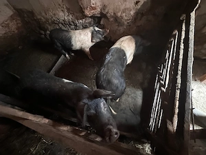 Porci de vânzare !! 