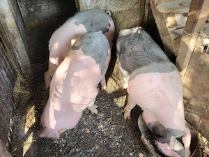 Grasuni bazna  - imagine 3