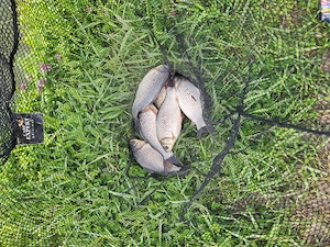 Grasuni bazna  - imagine 5