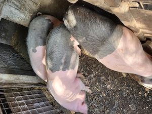 Grasuni bazna  - imagine 2