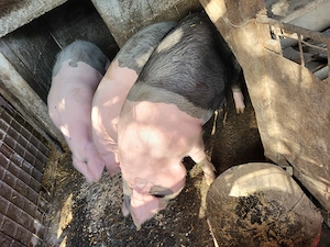 Grasuni bazna  - imagine 4