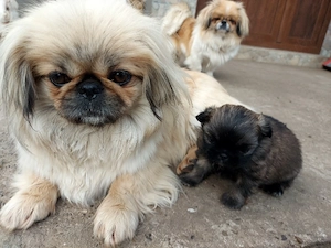 baiat  mic si frumos - imagine 3