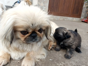 baiat  mic si frumos