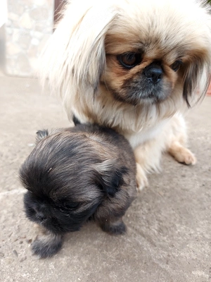 baiat  mic si frumos - imagine 5