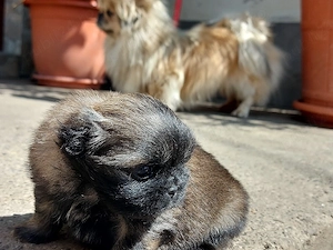 baiat  mic si frumos - imagine 2