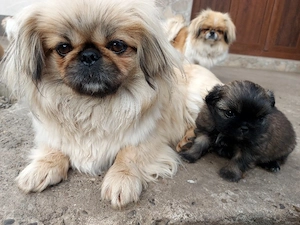 baiat  mic si frumos - imagine 4