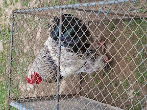 Cocoși rasa brahma de vanzare