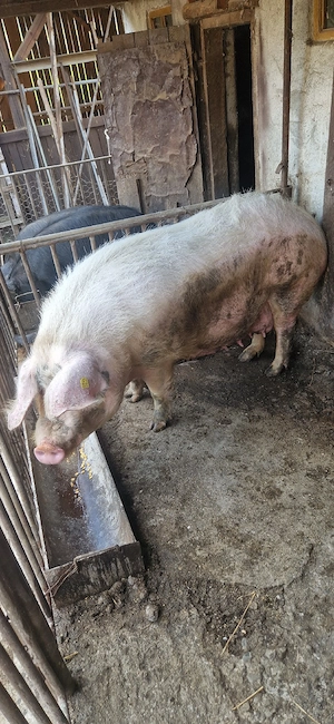 scroafa de vânzare  - imagine 3