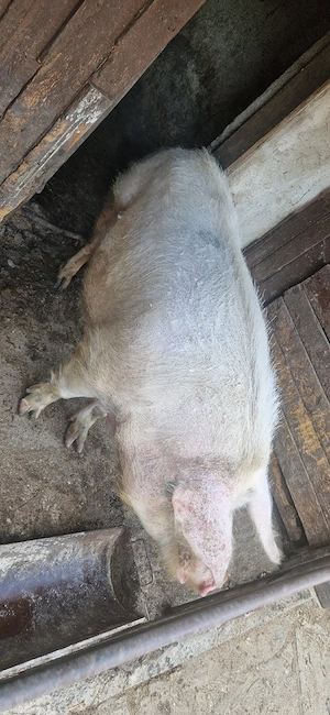 scroafa de vânzare  - imagine 5