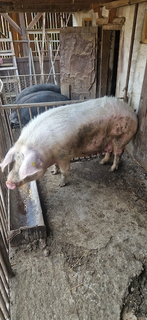 scroafa de vânzare  - imagine 4