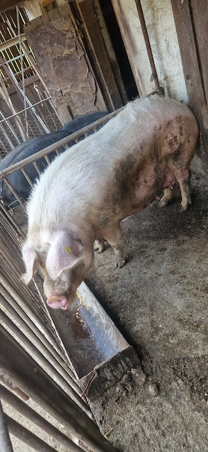 scroafa de vânzare  - imagine 2