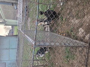 Vand cocoși și gaini pitici - imagine 5