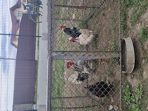 Vand cocoși și gaini pitici - imagine 2