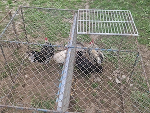 Vand cocoși și gaini pitici - imagine 4