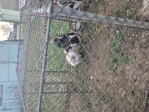 Vand cocoși și gaini pitici - imagine 3