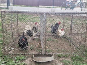 Vand cocoși și gaini pitici