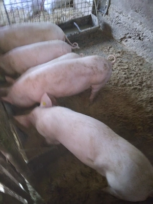 vând 5 scrofite  - imagine 5