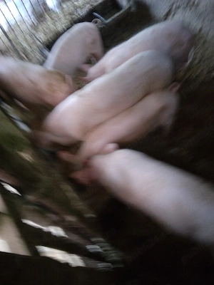 vând 5 scrofite  - imagine 4