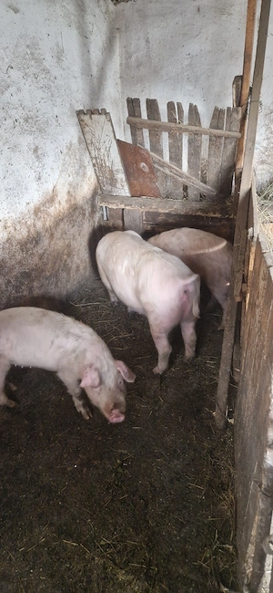 godini de vânzare  - imagine 2