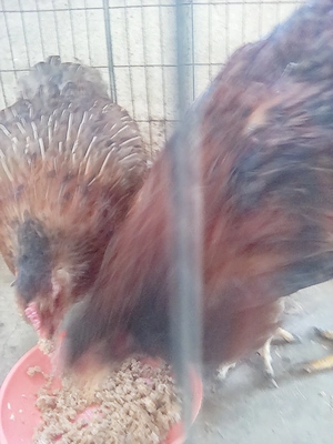 Perechie araucana  - imagine 2