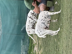 Vând pereche de Dalmațieni  - imagine 5