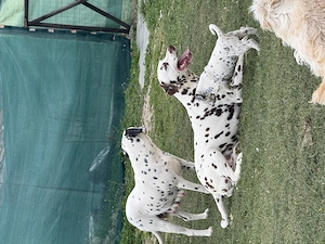 Vând pereche de Dalmațieni  - imagine 4