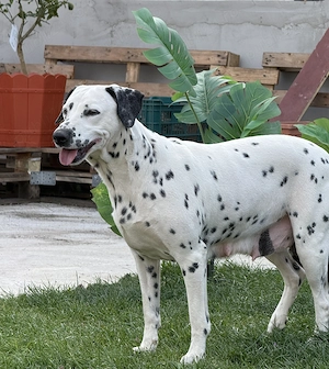 Vând pereche de Dalmațieni  - imagine 2