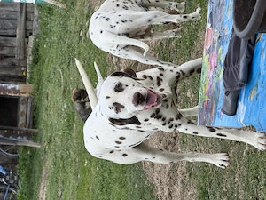 Vând pereche de Dalmațieni  - imagine 3