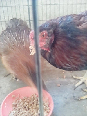 Perechie araucana  - imagine 3