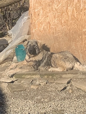 vand ciobanesc varsta 8 luni - imagine 2